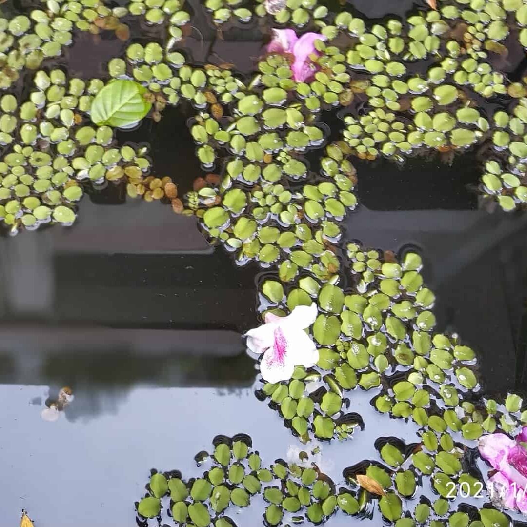 福星校景